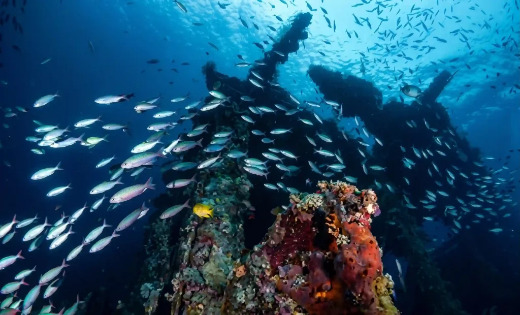 Ein großer Schwarm Fische schwimmt an den bewachsenen Strukturen des USAT Liberty Wracks in Tulamben bei Amed, Bali.